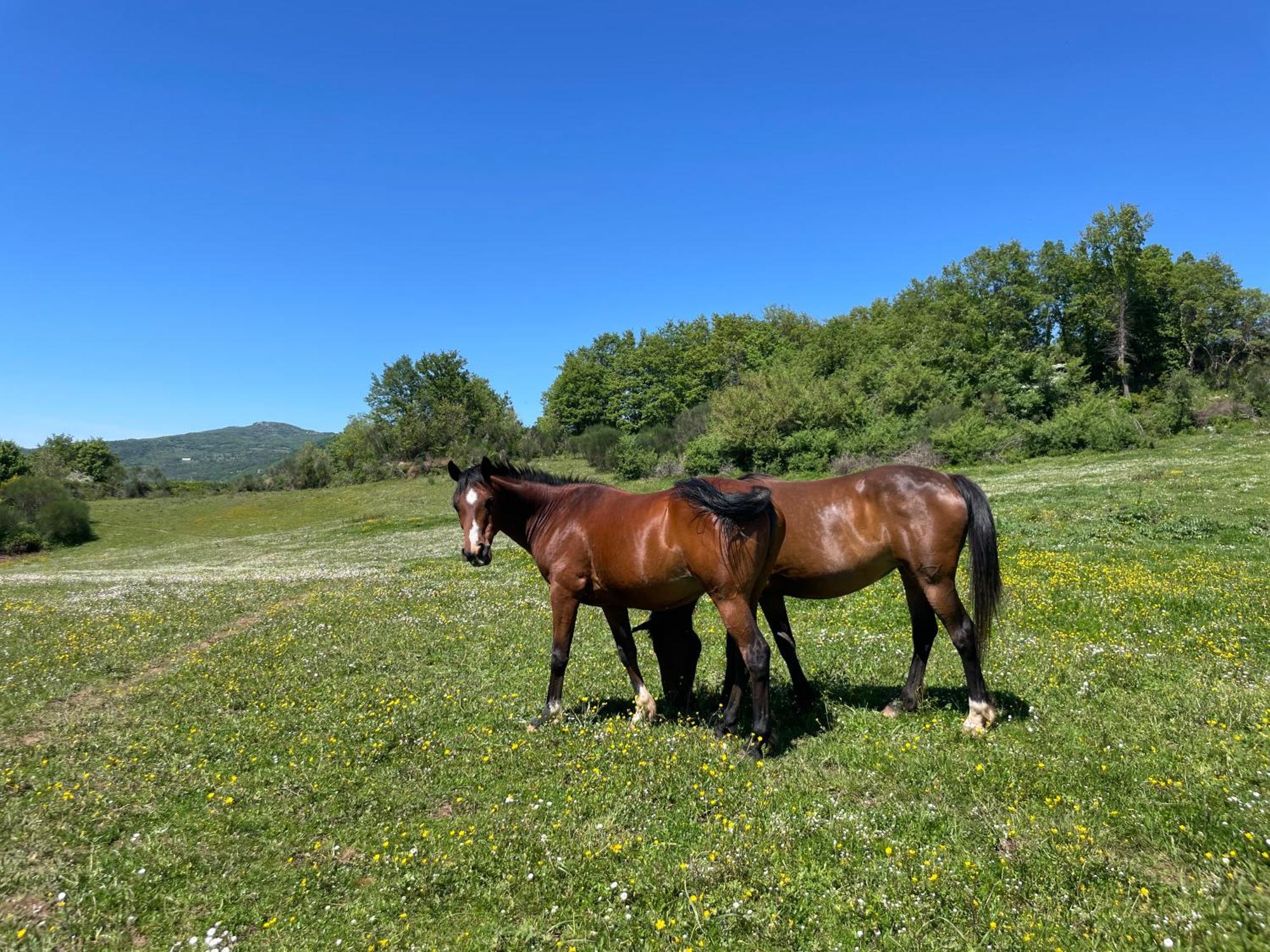 Willa Podere Casagrande Roccalbegna Zewnętrze zdjęcie